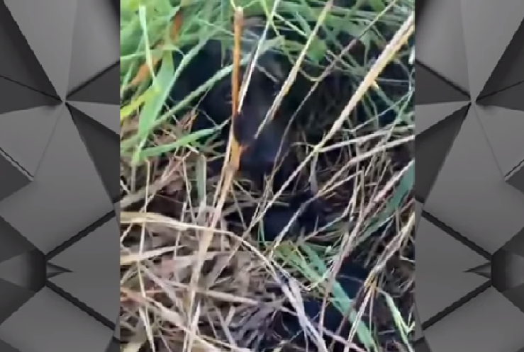 BARIRI: FILHOTES SÃO QUEIMADOS VIVOS APÓS FOGO EM TERRENO