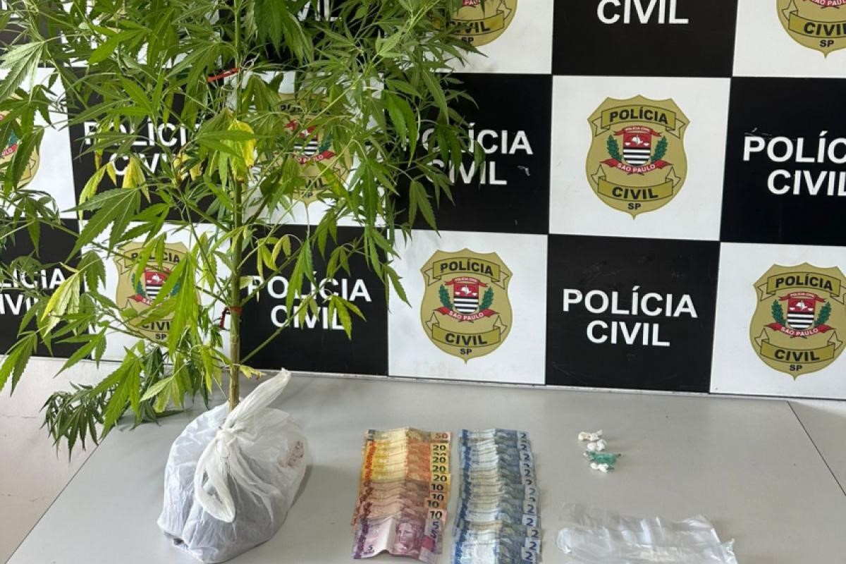 SUSPEITO: É PRESO POR TRÁFICO E TENTA CONVENCER POLÍCIA DE QUE PÉ DE MACONHA ERA “ÁRVORE DE NATAL"