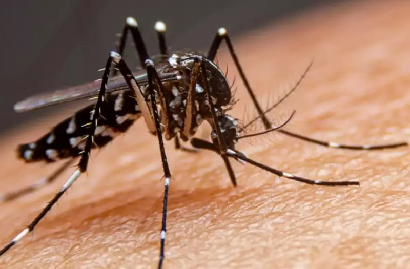 AGUDOS: PRIMEIRO ÓBITO CAUSADO PELA DENGUE