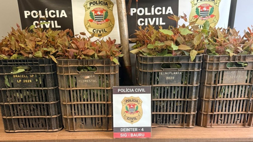 ​FUNCIONÁRIO TERCEIRIZADO É PRESO POR FURTO DE MUDAS DE EUCALIPTO EM BAURU