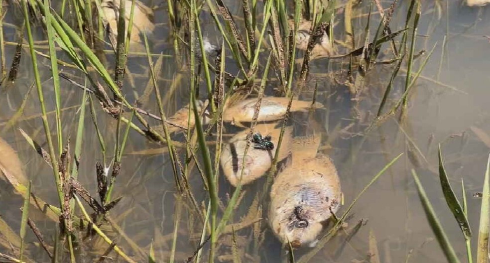 ​MORTANDADE DE PEIXES LEVA À INTERDIÇÃO DE REPRESA EM SÃO MANUEL