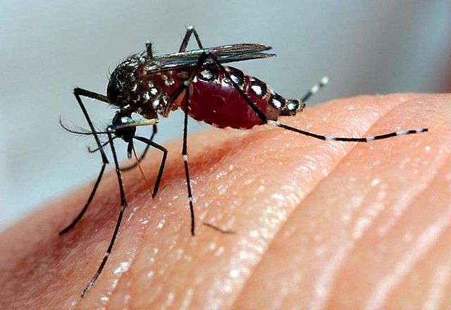 JAÚ: MAIS DUAS MORTES POR DENGUE SÃO CONFIRMADAS; REGIÃO SOMA 51 ÓBITOS PELA DOENÇA