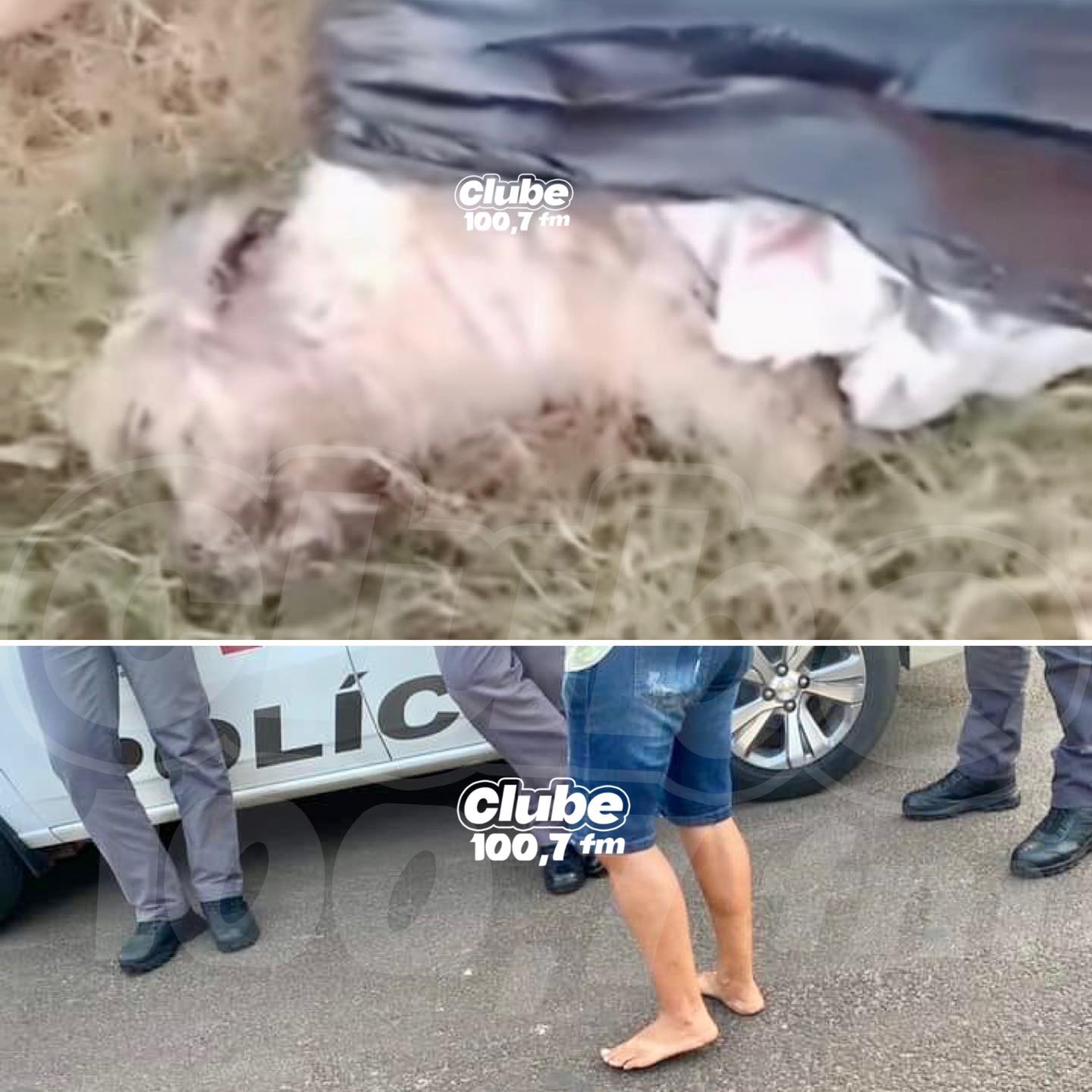 BARIRI: POPULARES ENCONTRAM CACHORRO VIVO DENTRO DE SACO PLÁSTICO. PROPRIETÁRIA FOI IDENTIFICADA