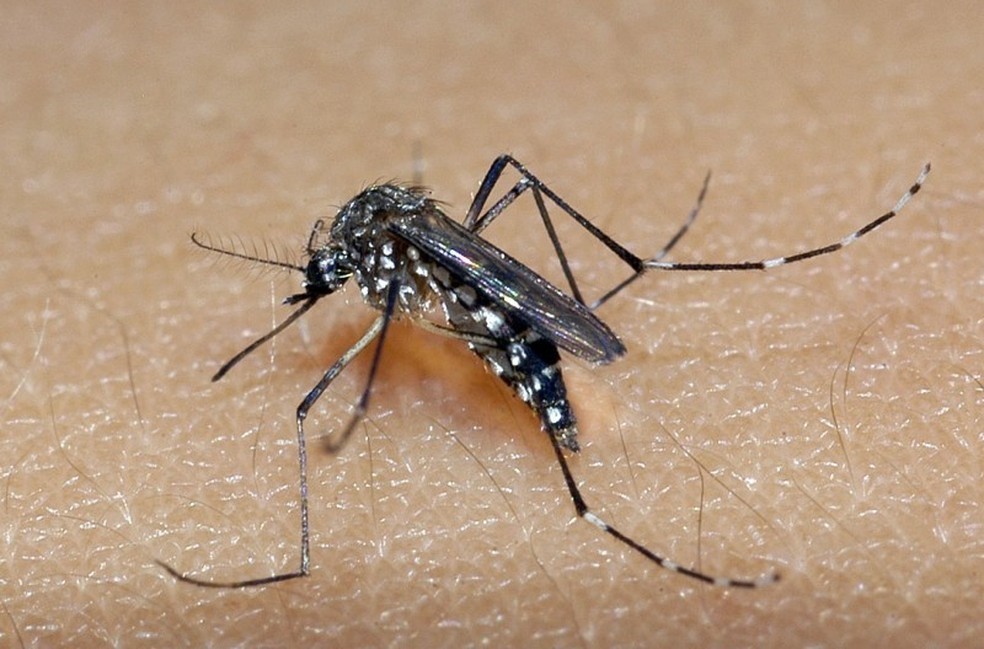 ​BAURU: 13ª MORTE POR DENGUE É CONFIRMADA SOMENTE EM 2023