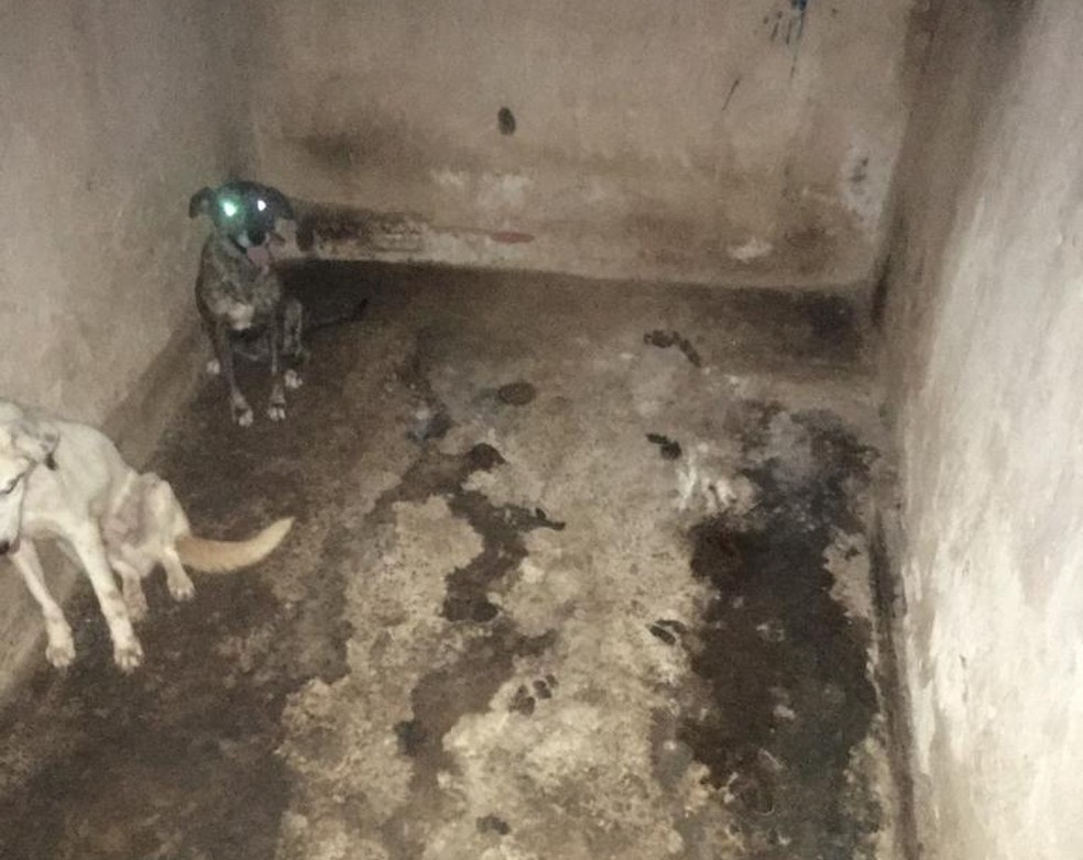 MINEIROS DO TIETÊ: CÃES SÃO RESGATADOS EM SITUAÇÃO DE MAUS-TRATOS; TUTOR FOI AUTUADO EM R$ 9 MIL