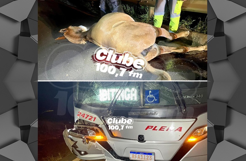 SP-304: MULA MORRE AO SER ATROPELADA POR ÔNIBUS