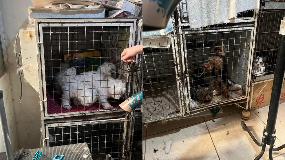 CANIL CLANDESTINO É DESMANTELADO E MULHER É PRESA POR MAUS-TRATOS A CÃES EM BOTUCATU