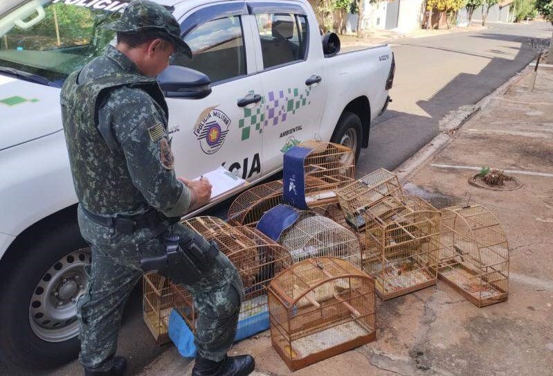 AREALVA: POLÍCIA AMBIENTAL RECOLHE 17 AVES EM CATIVEIRO