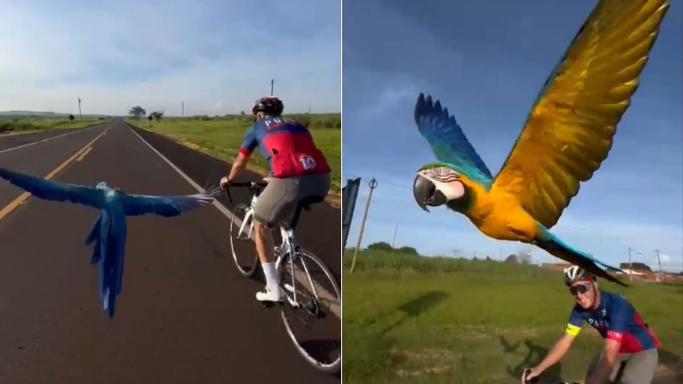 CENA RARA NA ESTRADA: ARARA VOA AO LADO DE CICLISTAS E ENCANTA A INTERNET