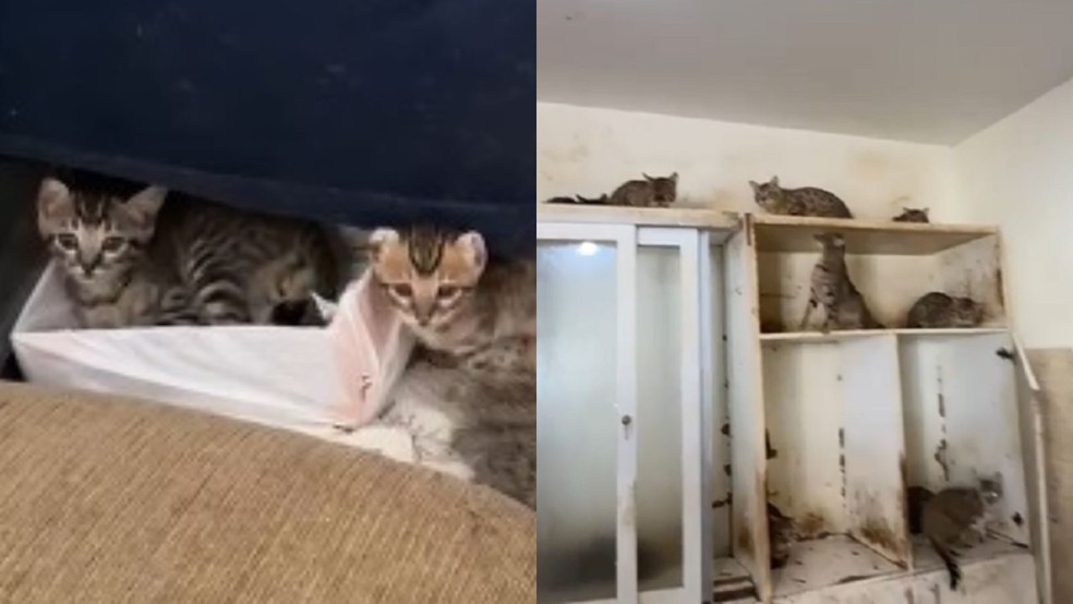 CENÁRIO DE ABANDONO: VETERINÁRIA É DETIDA APÓS RESGATE DE DEZENAS DE ANIMAIS EM CASA DE BAURU