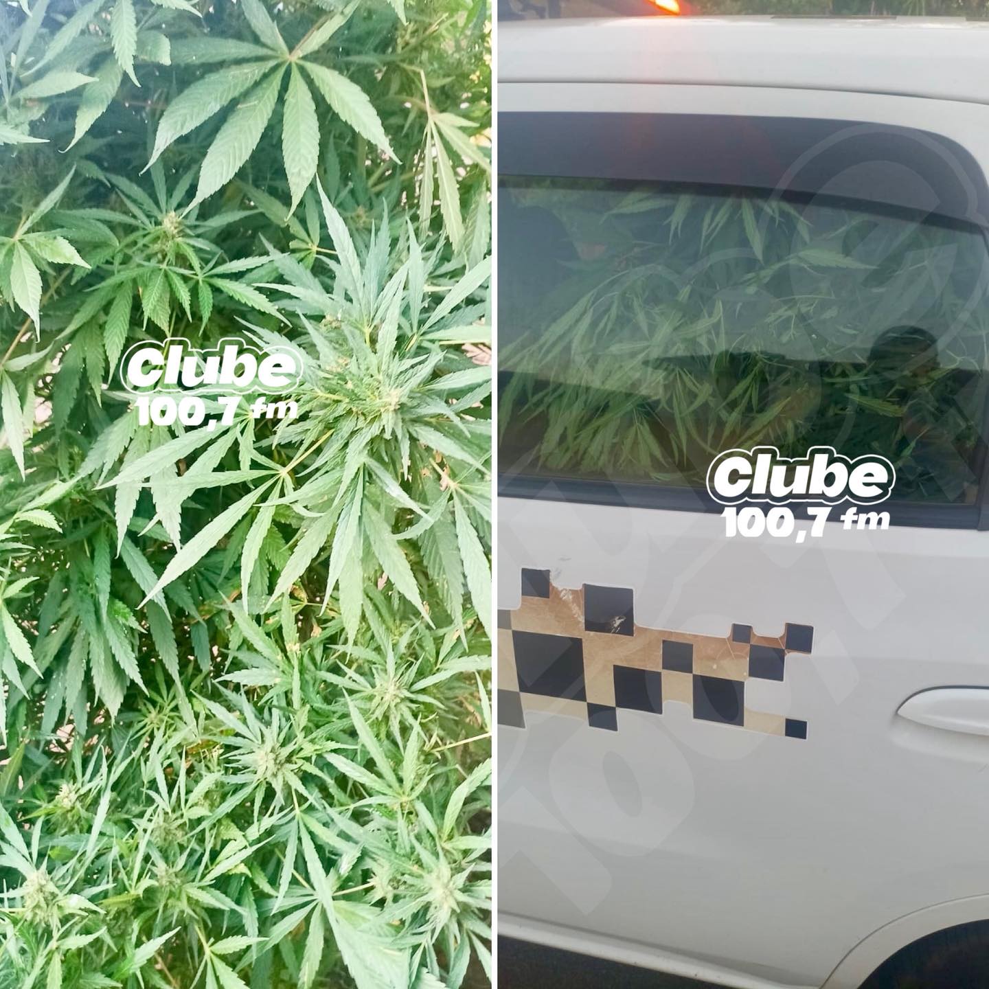 ​BARIRI: PM APREENDE PÉ DE MACONHA COM DOIS METROS EM RESIDÊNCIA NO LIVRAMENTO